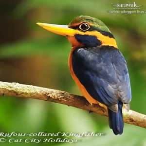 Kubah National Park Rufous-collared Kingfisher