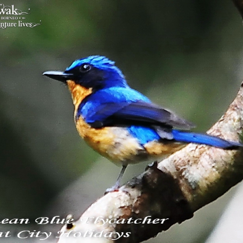 Bornean Blue Flycatcher