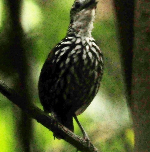 Birding in Sarawak - Bornean Ground Babbler