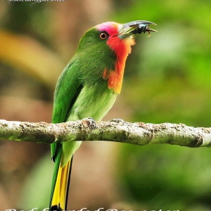 Birding in Sarawak Kubah National Park Red-bearded Bee-eater