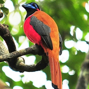 Birding in Sarawak - Red-naped Trogon