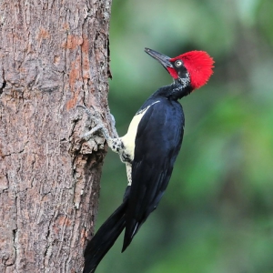 Sarawak Borneo Kuching Bako White-bellied Woodpecker