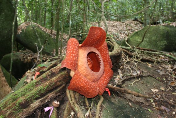 The Rafflesia at Gunung Gading National Park