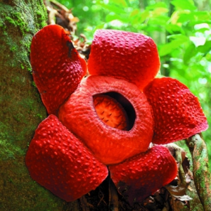 Rafflesia at Gunung Gading National Park, Lundu, Sarawak, Malaysia