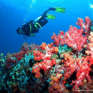 diving in Miri sibuti coral reef national park