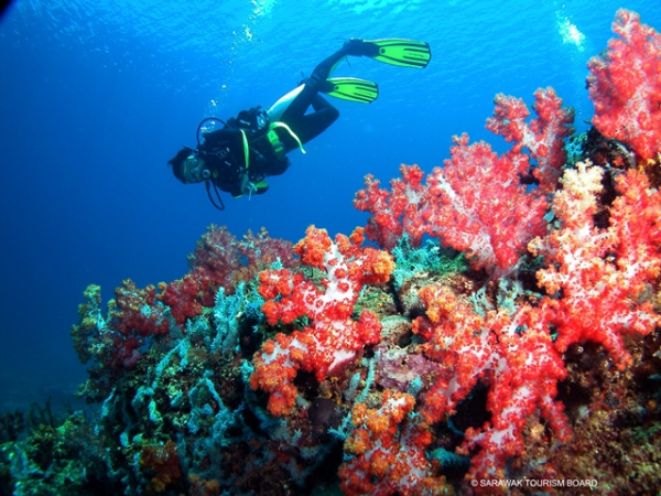 Sarawak Borneo Miri-Sibuti Miri diving reef