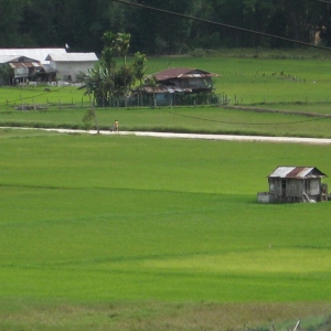Bario Paddy field