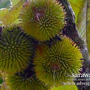 Rumh Nyuka longhouse durian isu Ulu Sarikei Sarawak Malaysia Borneo