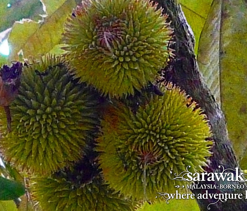 Rumh Nyuka longhouse durian isu Ulu Sarikei Sarawak Malaysia Borneo