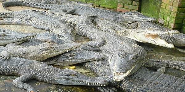 Miri Crocodile Farm cum Mini Zoo | 美里鳄鱼园与小型动物园