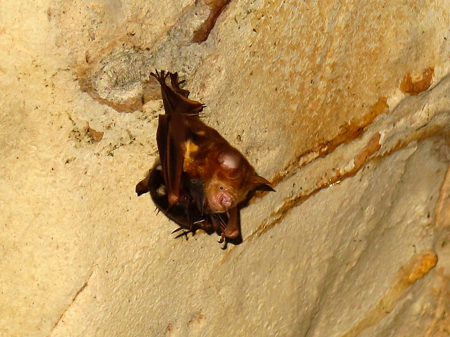 a-u-bagly_hipposideros-diadema-with-pup_cave-roost-mulu-bat