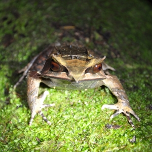 mulu-frog