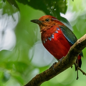 Bird Watching in Sarawak