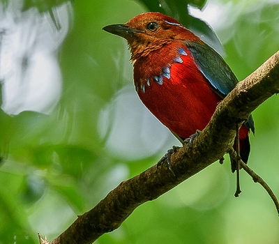 Bird Watching in Sarawak1