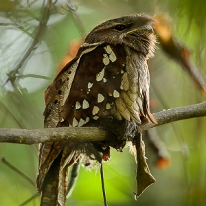 Bird Watching in Sarawak10
