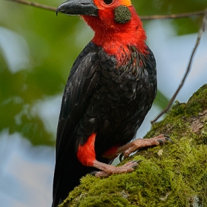 Bird Watching in Sarawak11