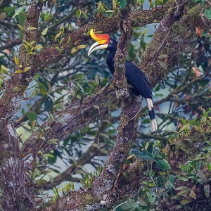 Bird Watching in Sarawak2