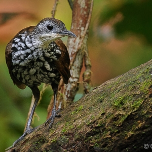 Bird Watching in Sarawak9
