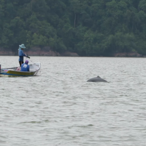 wildlife cruise kuching wetlands santubong fisherman and dolphin