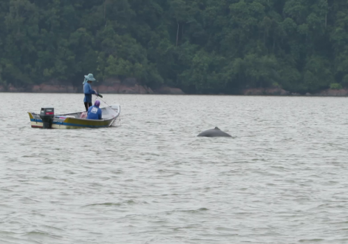 wildlife cruise kuching wetlands santubong fisherman and dolphin