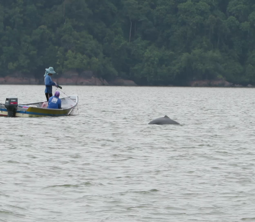Kuching Tourism Attraction – Irrawaddy Dolphin & Mangrove Swamp Cruise