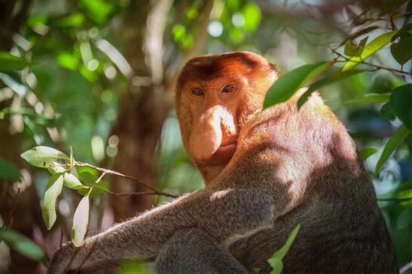 Proboscis Monkey - Discover Sarawak