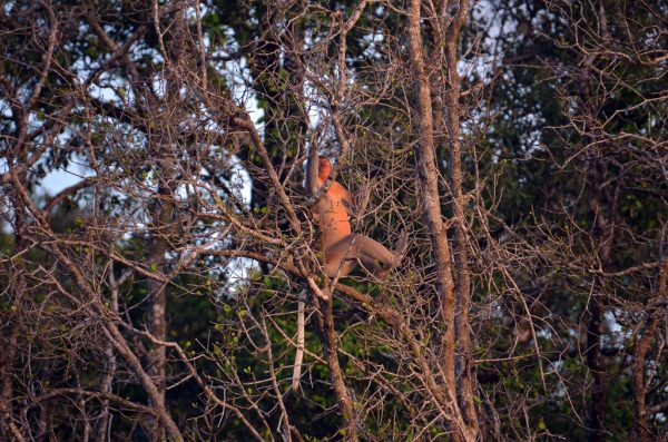 wildlife cruise kuching wetlands santubong Proboscis monkey