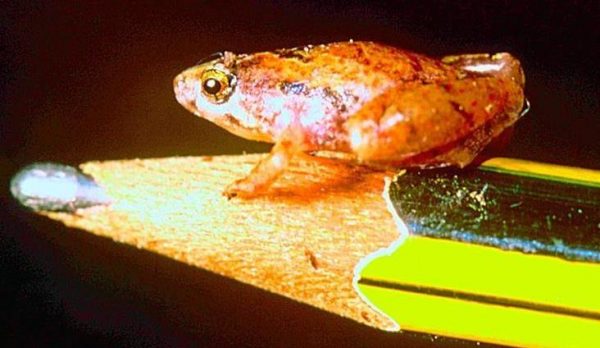 wildlife in Borneo - second smallest frog in the world