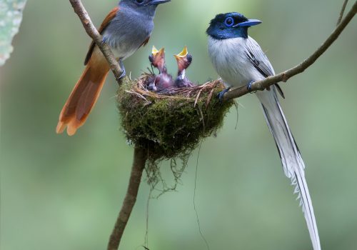 Beautiful Birds Of The Blue Bornean Skies