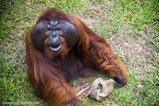 wechat orangutan Aman