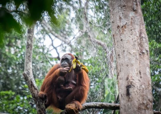 wechat orangutan