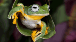 Wallace’s Flying Frog
