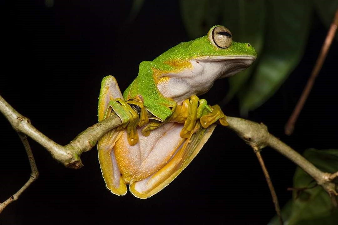 Wallace’s flying frog found in Sarawak
