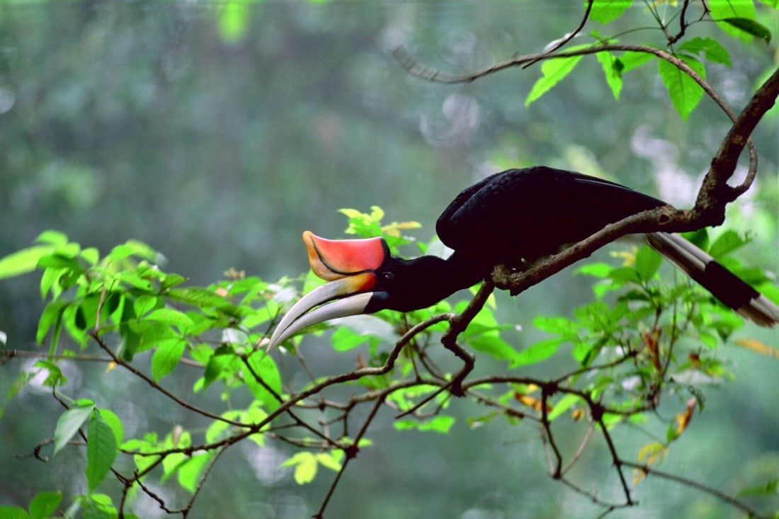 The Rhinoceros Hornbill is one of eight species of hornbills that can be found in Sarawak