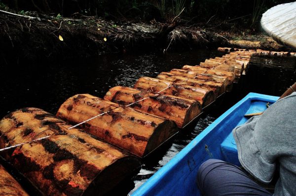 Sago logs transported via river for processing (Image source: Shutterstock)